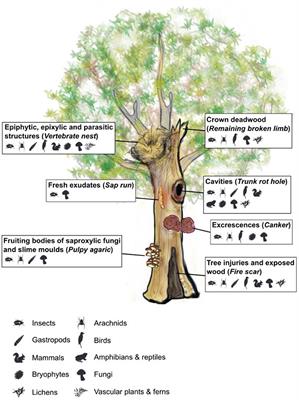 Tree-Related Microhabitats Are Promising Yet Underused Tools for Biodiversity and Nature Conservation: A Systematic Review for International Perspectives